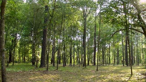Cho phép Lâm Đồng chuyển mục đích sử dụng đất rừng