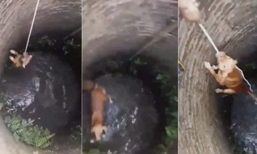 Bản năng sinh tồn của chú chó rơi xuống giếng 
