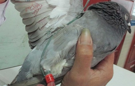 Kết luận chính thức về chim bồ câu mang ký tự ‘lạ’