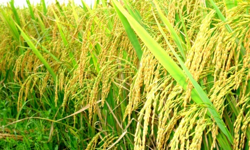 Lúa gạo ở Nhật Bản đã vượt qua được bài kiểm tra phóng xạ