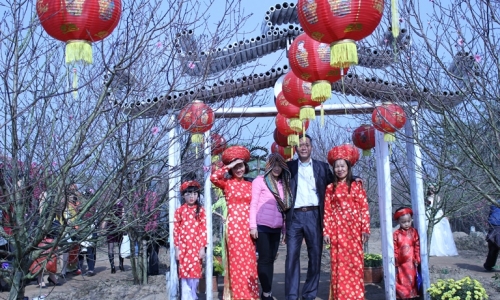 Đào Nhật Tân nở rộ đón khách vào vườn tham quan giá 30.000 đồng
