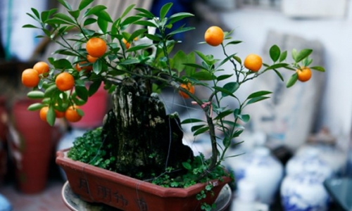 Rộ mốt chơi quất bonsai mini giá tiền triệu