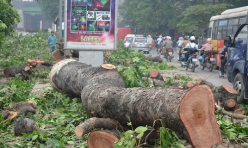 Hà Nội sẽ chặt hết cây cổ thụ trên đường Nguyễn Trãi - Trần Phú
