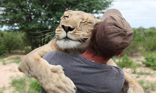Sư phi thường của người nuôi và dạy sư tử đi săn