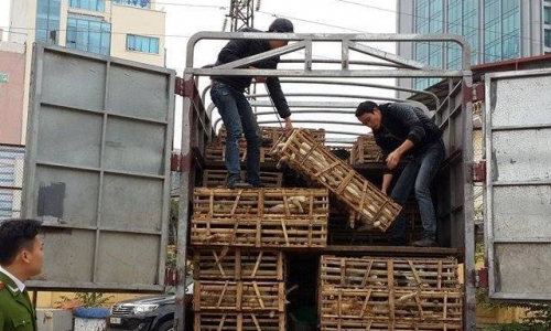 Bắt xe tải vận chuyển gần 3 tấn mèo Trung Quốc 
