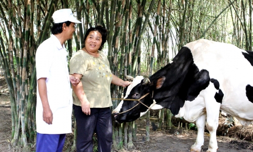 Tháng 1/2015: Vinamilk thu mua sữa bò tươi nguyên liệu của nông dân tăng gần 22% 