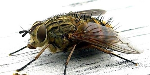 Con ruồi 500 triệu: Tân Hiệp Phát lỗ hay lãi