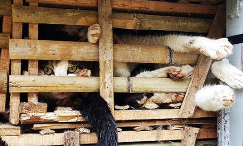 Tiêu hủy gần 3 tấn mèo nhập lậu từ Trung Quốc