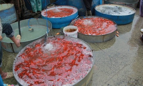 Chợ cá lớn nhất Hà Nội rực vàng ngày ông Công, ông Táo 