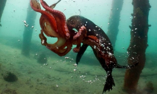 Cuộc chiến sinh tồn của bạch tuộc khổng lồ và hải cẩu 
