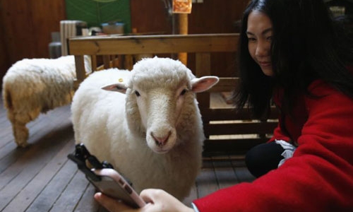 Tham quan quán cafe 'hai con cừu' hút khách tại Hàn Quốc 