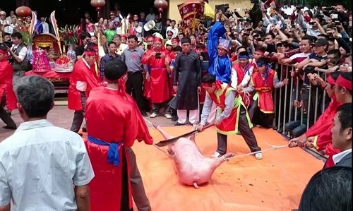 Vì sao lễ hội chém lợn vẫn diễn ra bất chấp dư luận?