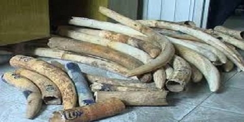 Phát hiện 43,5kg ngà voi châu Phi vận chuyển trái phép
