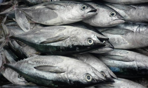 Cảnh báo ngộ độc thực phẩm do ăn cá ngừ ươn