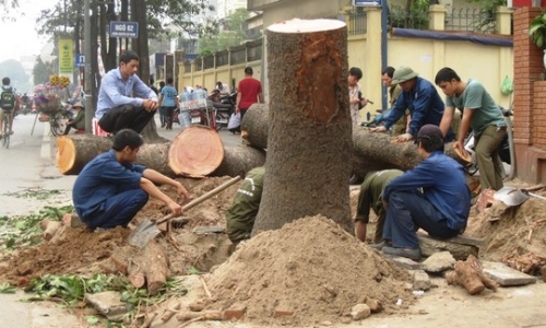 Thanh tra Chính phủ đề nghị Hà Nội làm rõ vụ chặt 6.700 cây