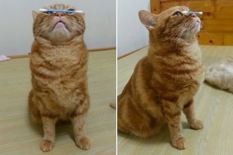 Kỹ năng giữ vật thăng bằng trên mũi của mèo