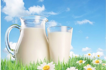 Sữa chưa tiệt trùng - Lợi và hại 