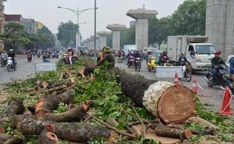 Phó Thủ tướng chỉ đạo về vụ thay thế cây xanh ở Hà Nội
