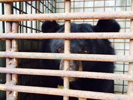 Tổ chức Động vật Châu Á cứu hộ thành công 3 cá thể gấu ngựa từ Bến Tre và Vũng Tàu