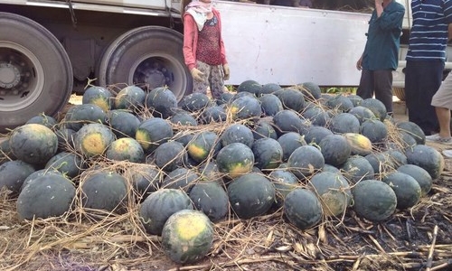 Cư dân mạng kêu gọi mua dưa hấu giúp nông dân Quảng Nam