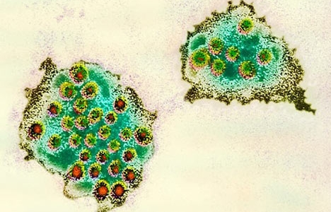 Norovirus nguy hiểm đến đâu? 