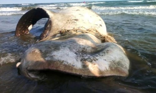 Cá voi khổng lồ trôi dạt vào bãi biển Bình Thuận
