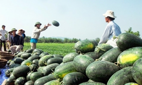 Nông sản Việt lao đao vì thương lái 