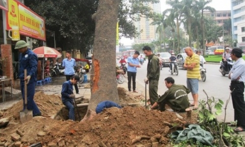 Chặt cây ở Hà Nội: Chủ trương đúng, thực hiện sai