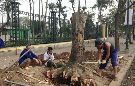 Công bố kết luận thanh tra vụ chặt cây xanh ở Hà Nội