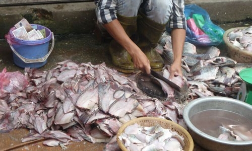 Cá ươn, cá thối tại chợ đầu mối hút khách vì giá rẻ 