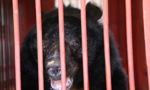 Cứu hộ khẩn cấp cá thể gấu sống sót tại cầu Trắng – Quảng Ninh 