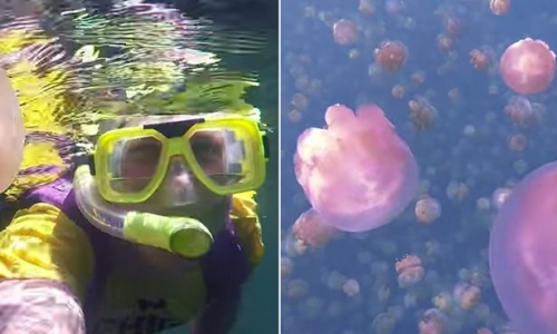 Cận cảnh hàng ngàn con sứa tại vùng biển cấm