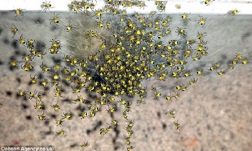 Kinh hãi hàng triệu nhện vàng xâm lấn nước Anh