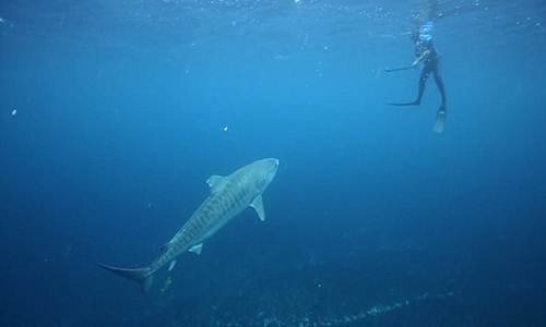 Lạnh gáy cá mập hổ dài 4m 'tấn công' nhà làm phim