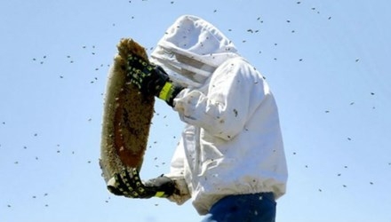 Bị hàng chục ngàn con ong đốt mà không chết