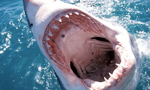 Cá mập 'trắng trợn' cướp thành quả của ngư dân