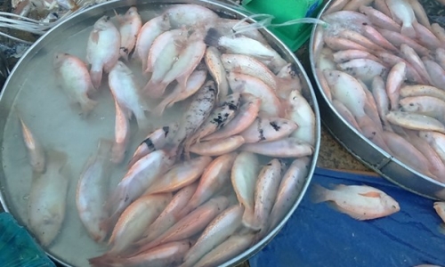 Cá nuôi 'đội lốt' cá đồng lừa bán cho khách với giá cao