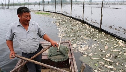 Trung Quốc: Hãi hùng cảnh cá nổi trắng xóa mặt nước vì ô nhiễm
