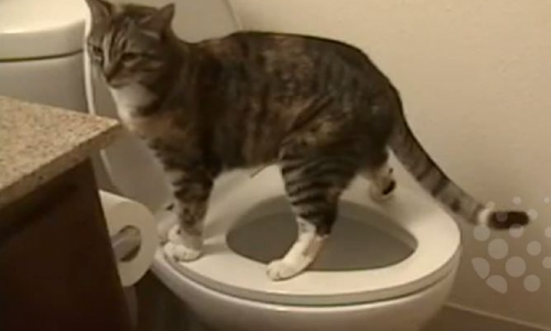 Chủ đặt máy quay để theo dõi mèo đi vệ sinh không xả nước