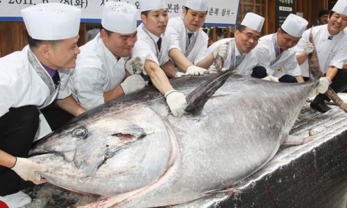 Cá ngừ Nhật giá triệu đô - Người tiêu dùng Việt không mấy hào hứng