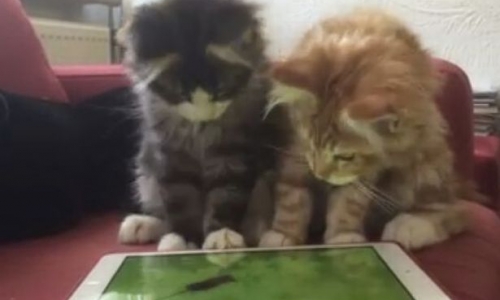Mối thù truyền kiếp của mèo và chuột trên iPad