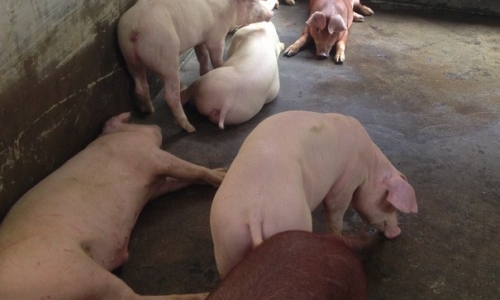 Đồng Nai: Kinh hoàng 4 trại heo dùng chất cấm cho đàn heo đang nuôi