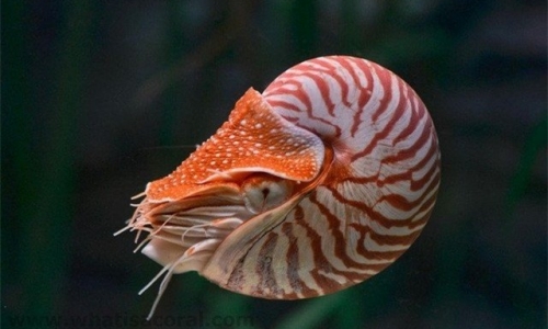 Loài ốc biển giá trăm triệu được đại gia săn lùng