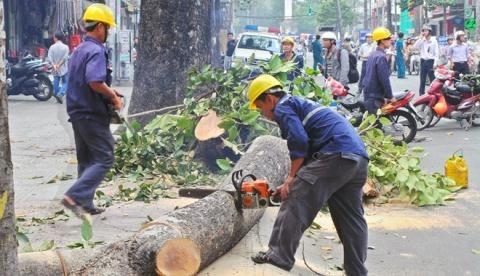 Thông tin đầy đủ về Đề án cải tạo, thay thế cây xanh ở Hà Nội 