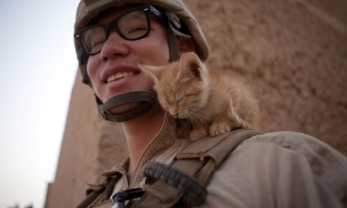 Mèo là đồng đội tốt nhất của những người lính