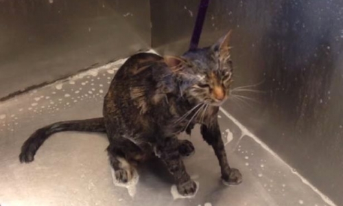 Mèo 'cầu xin' chủ để không phải tắm