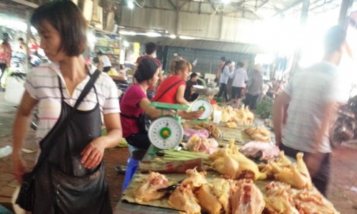Sau gà Mỹ, gà Thái Lan lại “chèn ép” gà nội