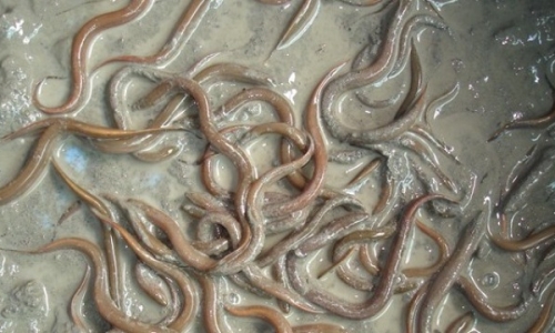 'Đút túi' hơn trăm triệu/năm nhờ nuôi lươn vào mùa lũ
