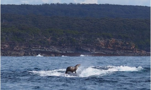 Thú vị khoảnh khắc hải cẩu lướt sóng trên lưng cá voi lưng gù