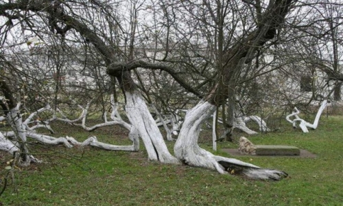 Cây táo 220 tuổi kỳ lạ ở Ukraina